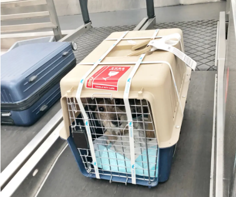 衢州宠物托运 宠物托运公司 机场宠物托运 宠物空运